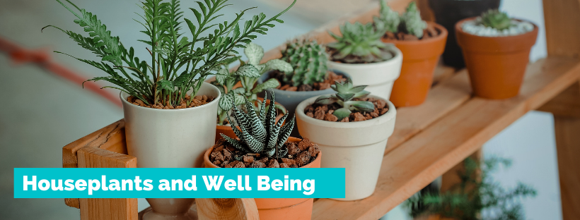 Houseplants and Well Being