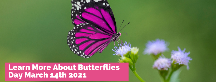 Learn About butterflies Day March 14th 2021