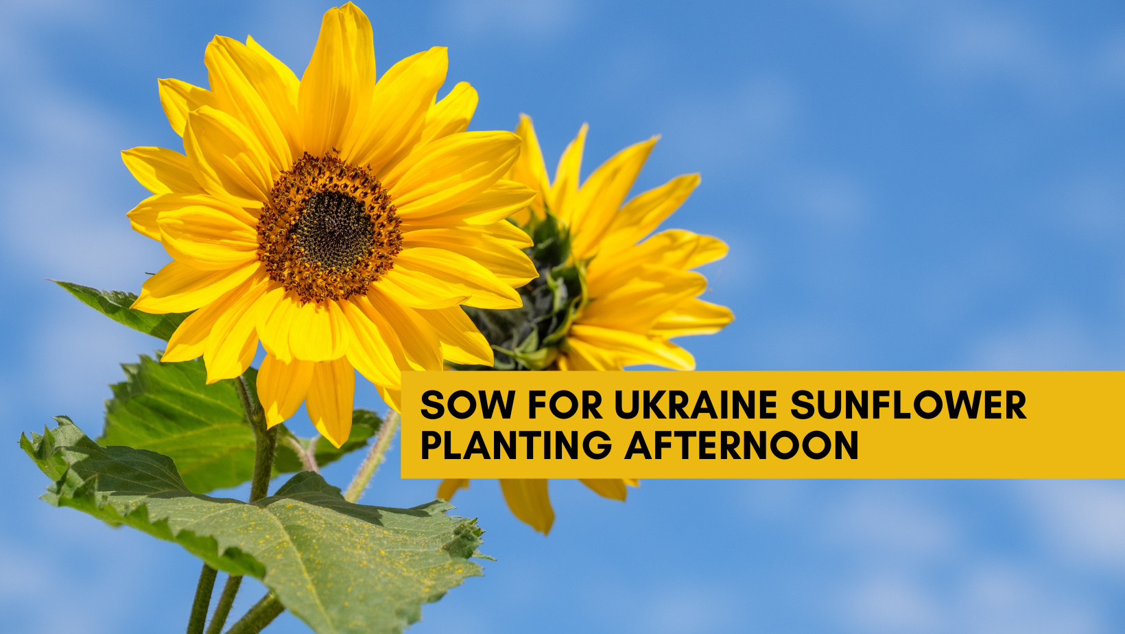 Sow for Ukraine Sunflower Planting Afternoon