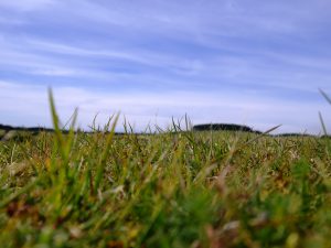 Image of Curragh of Kildare taken by Mario Corrigan